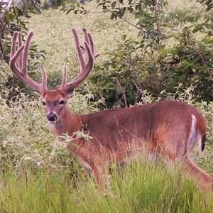 Meet your Posher, Lacey